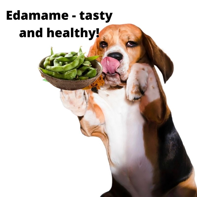 is edamame safe for dogs