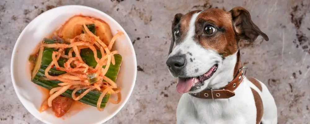 Can dogs eat kimchi?