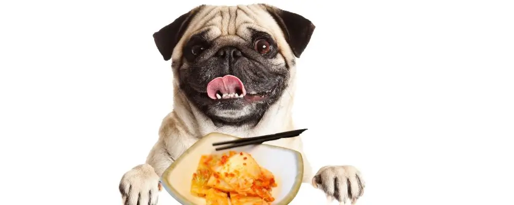 Can dogs eat kimchi - is it safe