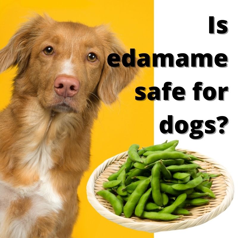 is edamame safe for dogs