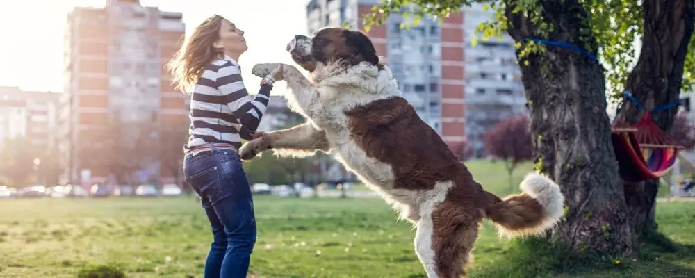 Huge dog standing with lady owner