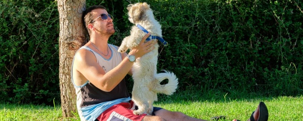 Little dog standing on it's owners lap