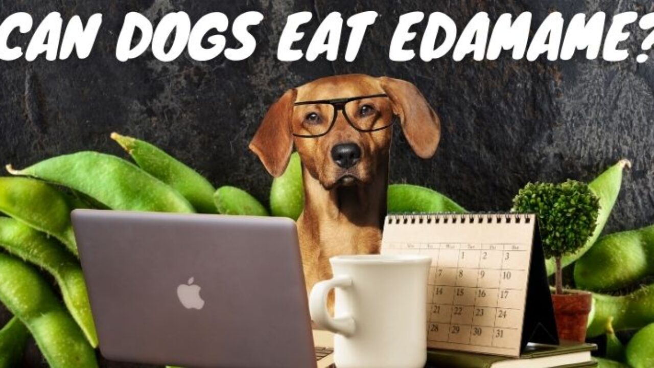 are edamame pods safe for dogs