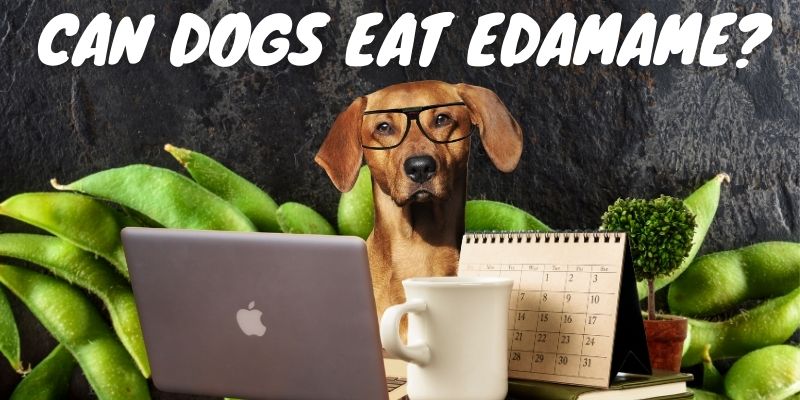 is edamame safe for dogs