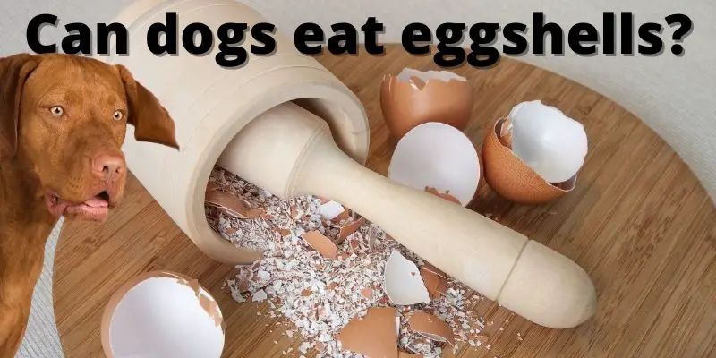 can dogs eat egg shells