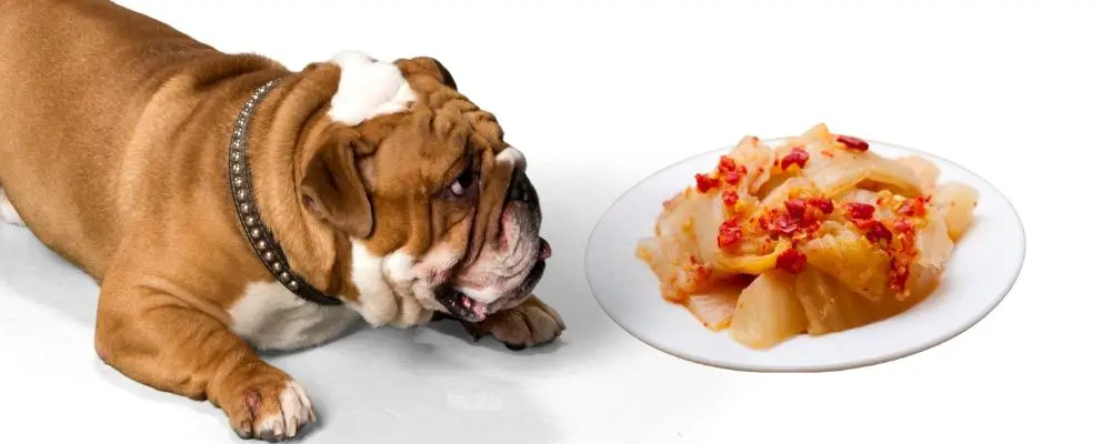 What are the health benefits of my dog eating kimchi?