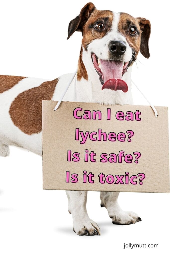 can dogs eat lychee