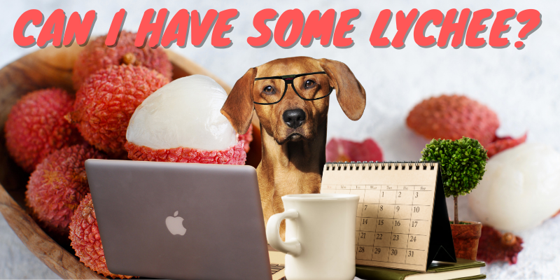 can dogs eat lychee