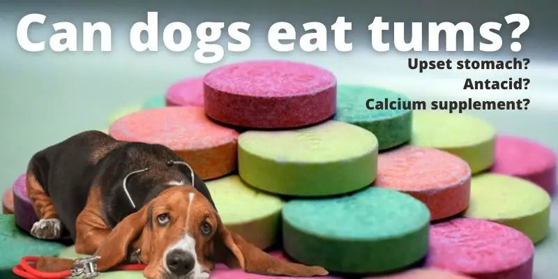 can dogs eat tums?