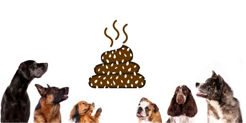 what does worms look like in dog poop