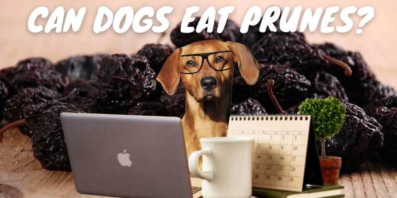 can prunes hurt dogs