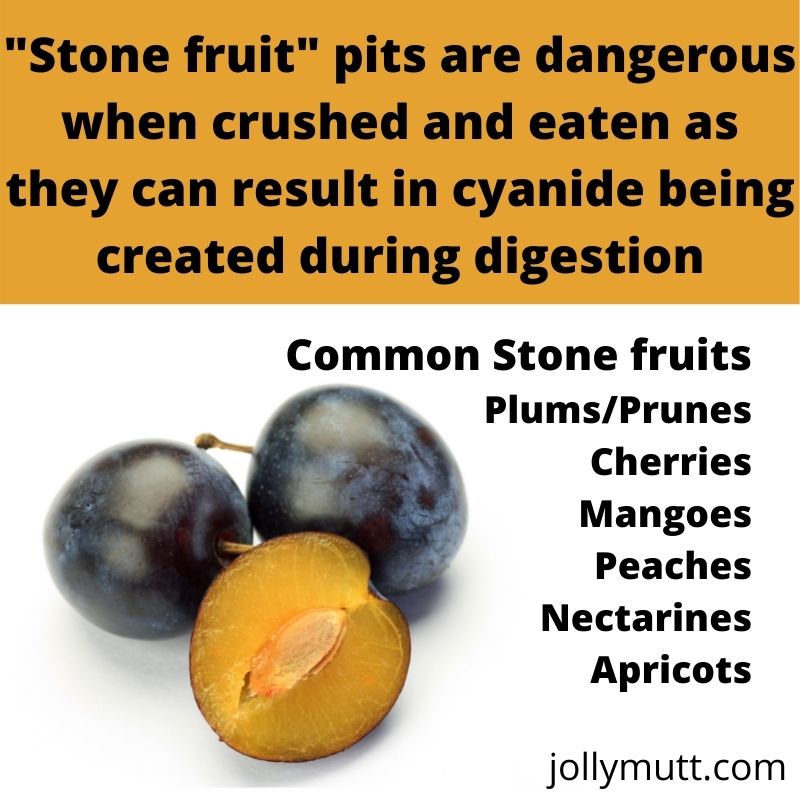 can a dog digest a plum pit