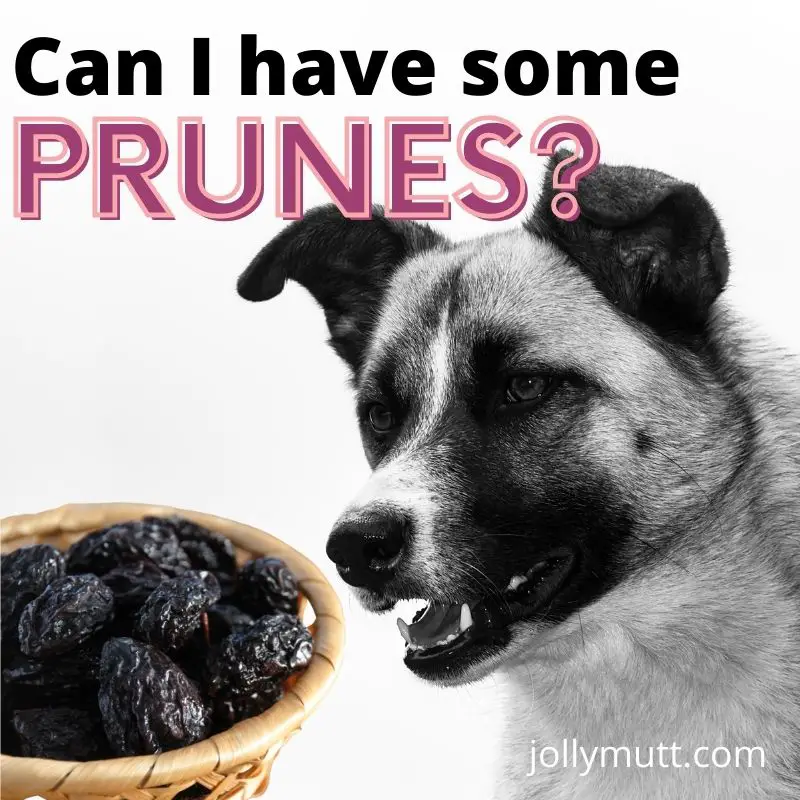 Can dogs eat prunes or dried plums?