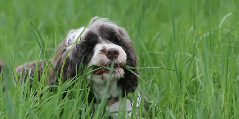 Why do dogs eat grass and vomit