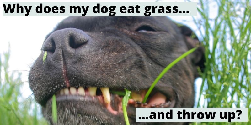 Why does my dog eat grass and throw up