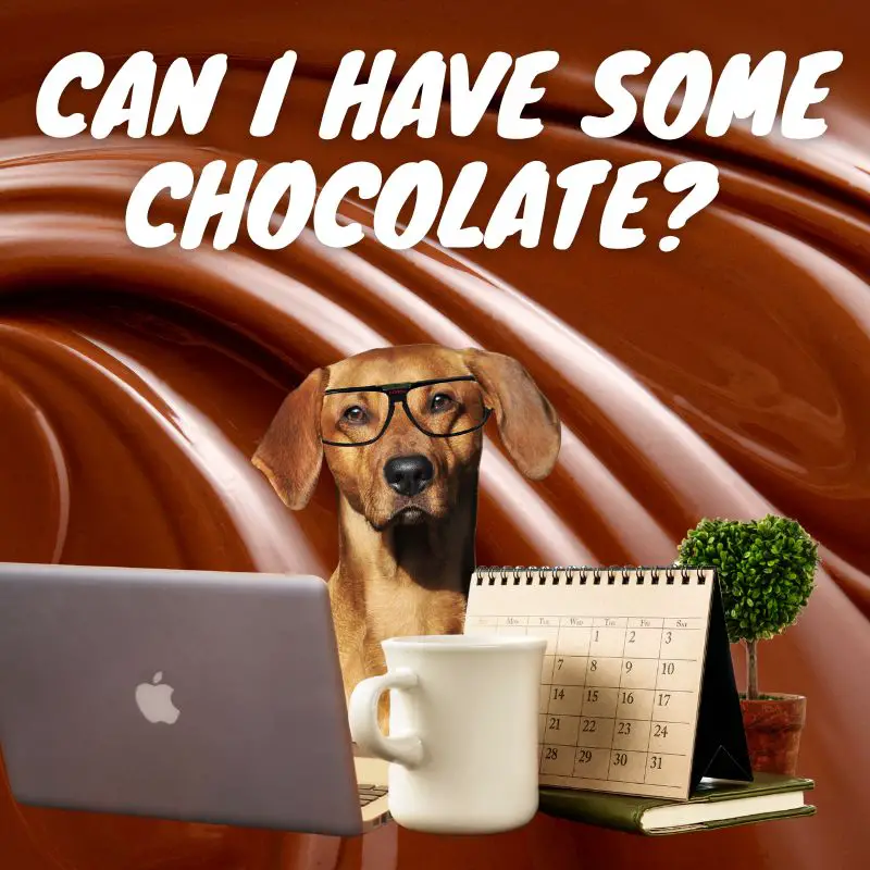 Can dogs eat chocolate