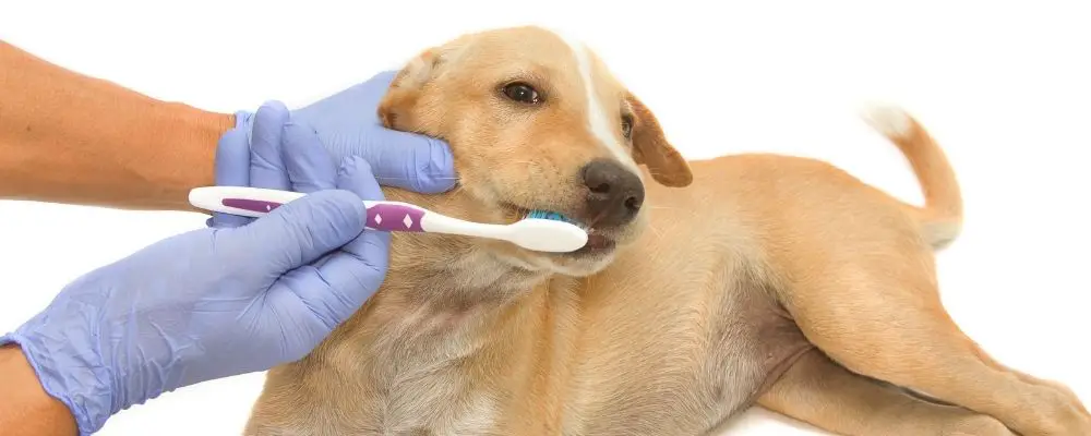 Dentures for dogs - brushing dog's teeth