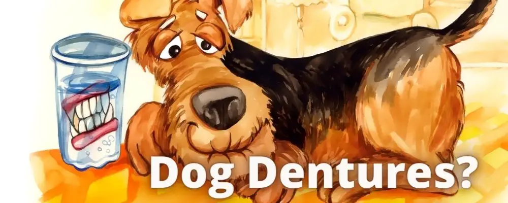 Dog dentures - are dentures for dogs a good idea?