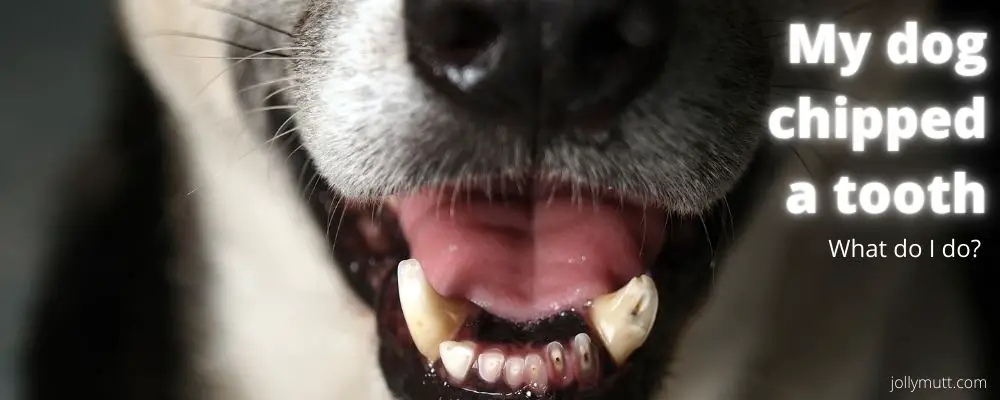 My dog chipped a tooth