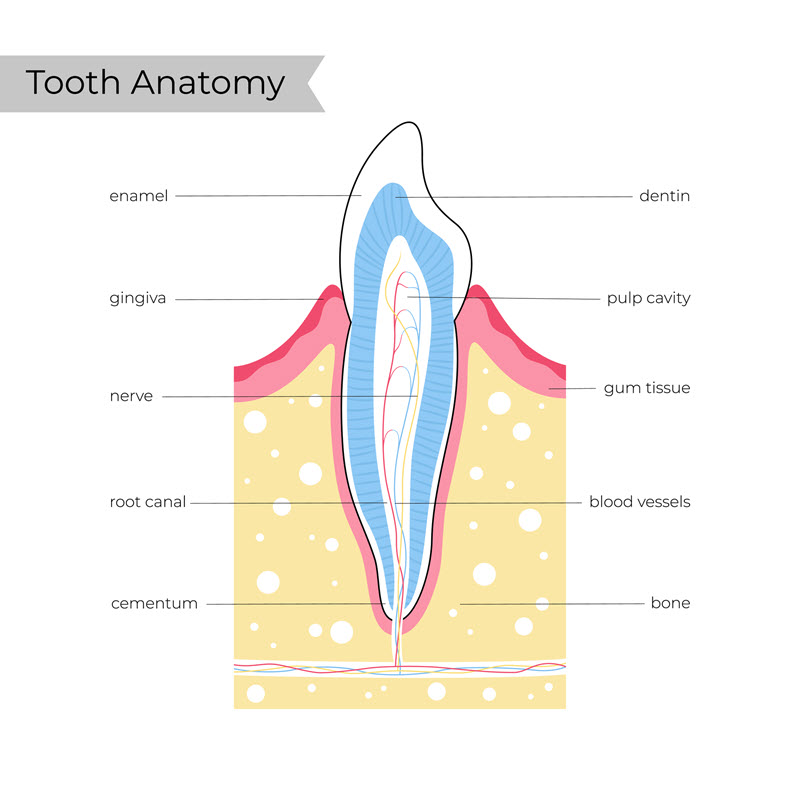 what happens if a dog chips a tooth