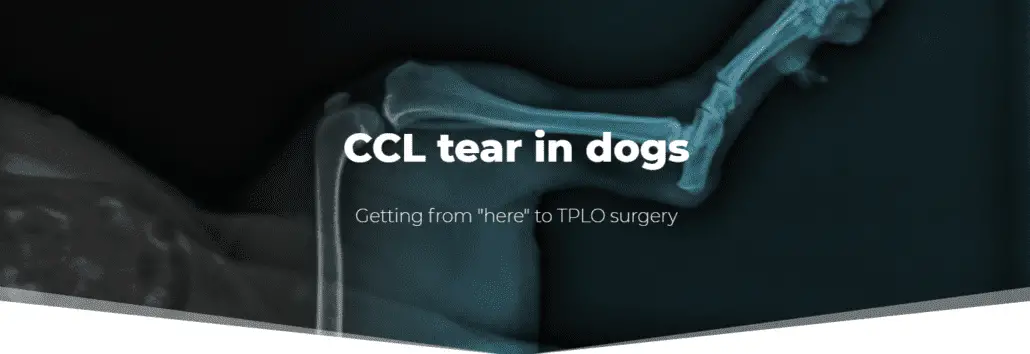 ccl tear in dogs