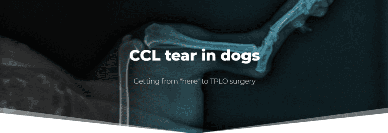 CCL tear in dogs - JollyMutt