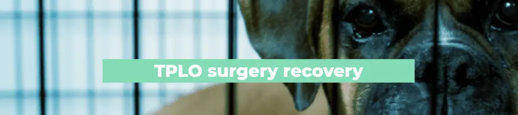 TPLO surgery - recovery process