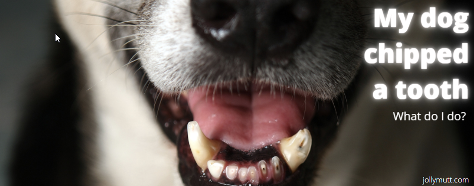 how do you treat a broken dog tooth