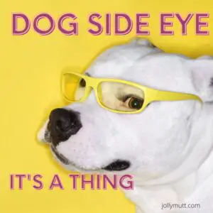 Dog side eye