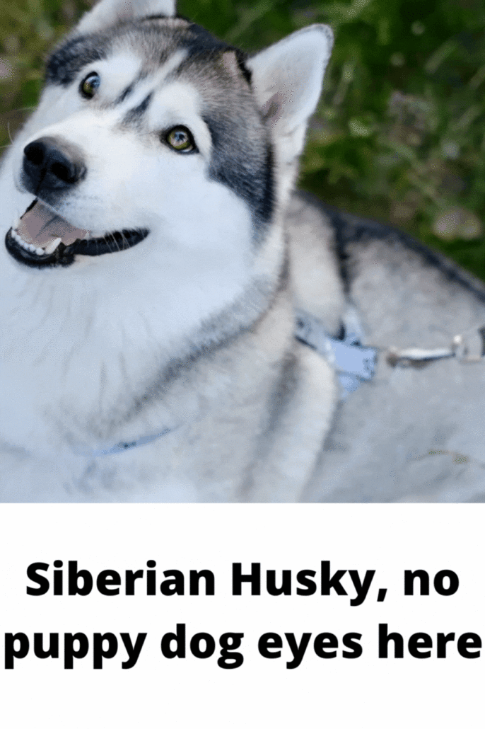 Siberian husky - no sad puppy dog eyes here. 