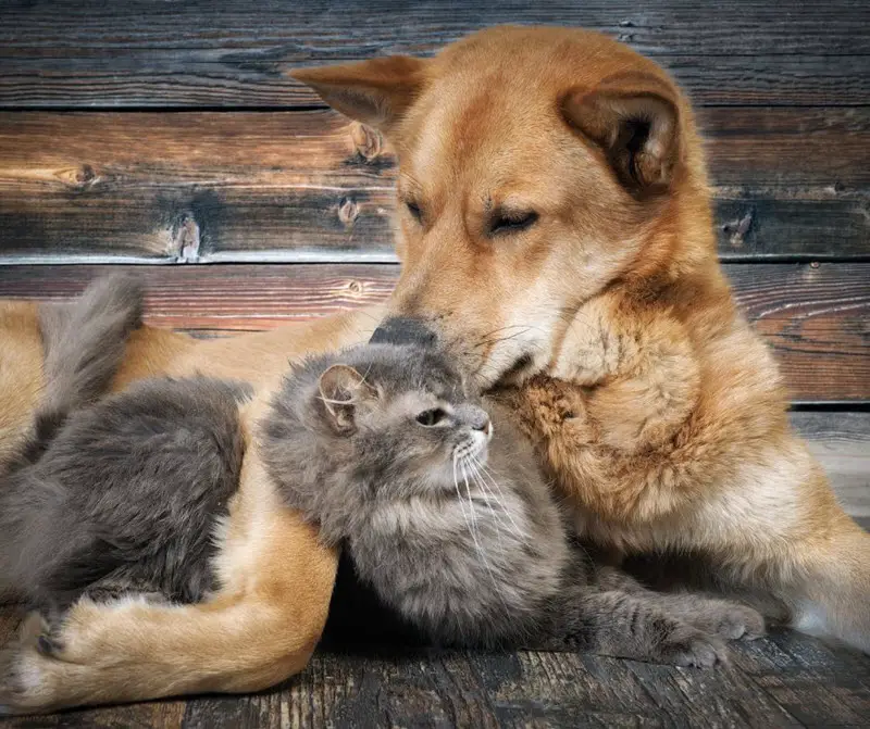 Dog nibbling on a cat in a friendly way