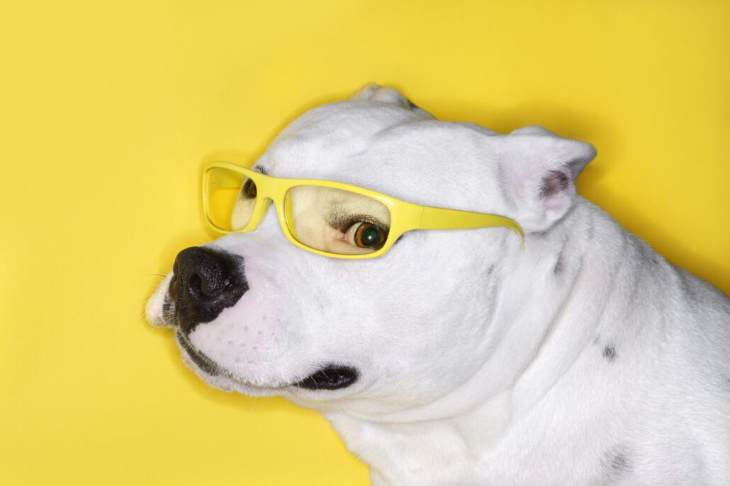 Dog in glasses giving a bit of the side eye