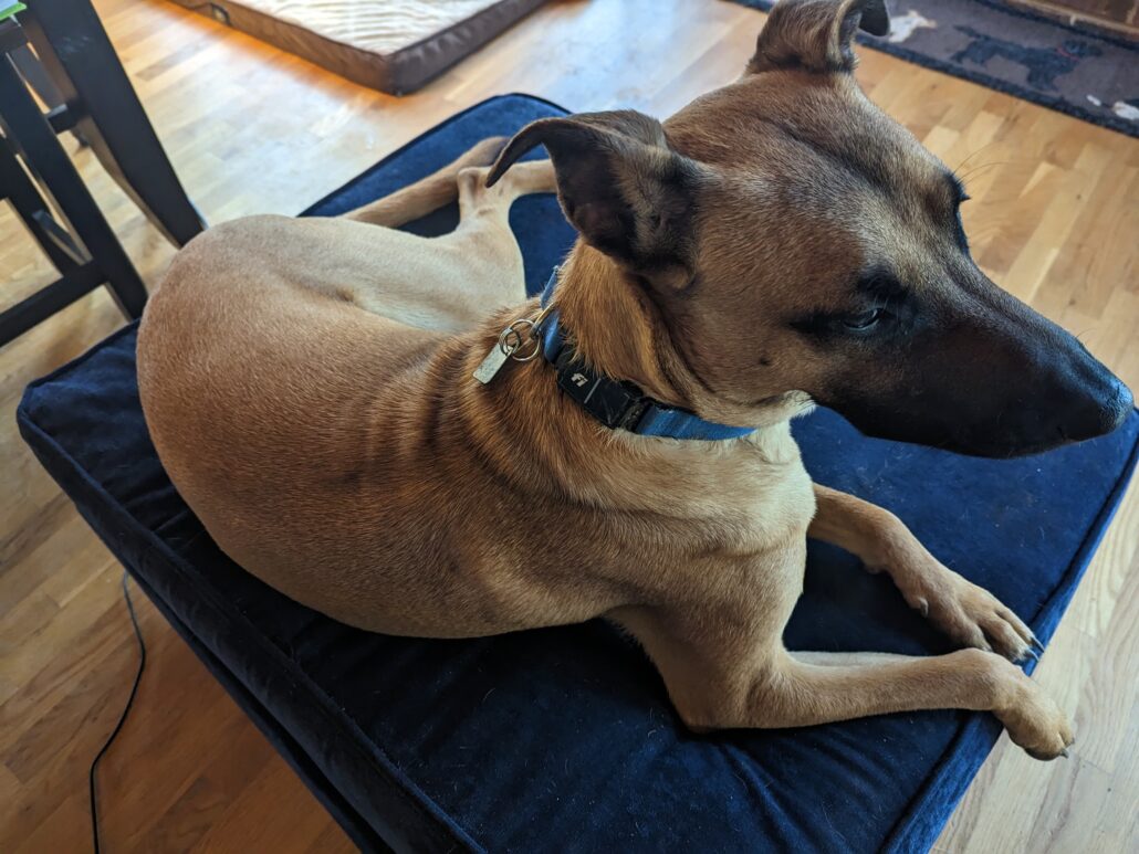 Dexter posing with his FI smart collar