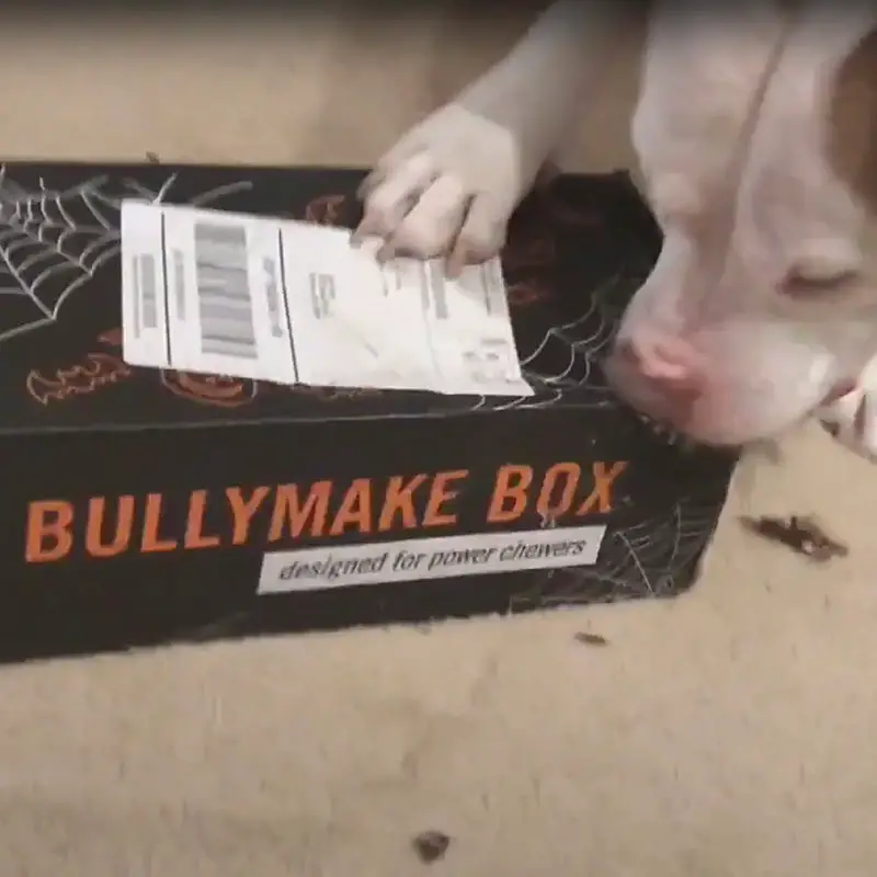 BullyMake review_FI