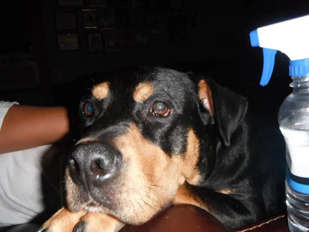 How much do Rottweilers shed? Ask Cody