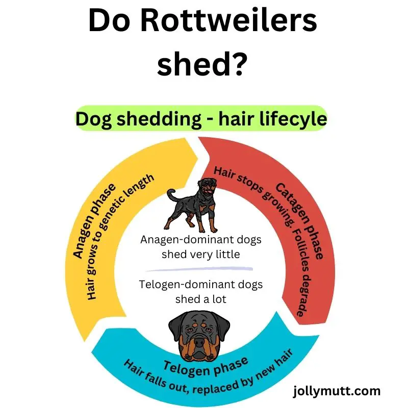 Do Rottweilers shed (800 × 800 px)