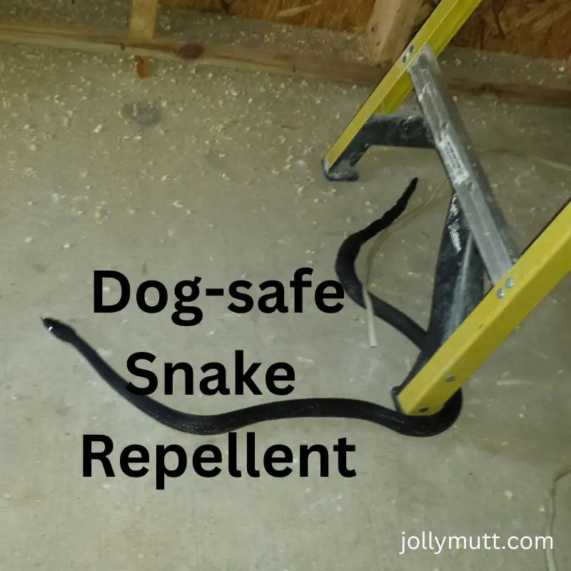 Dog-safe snake repellent_ladder