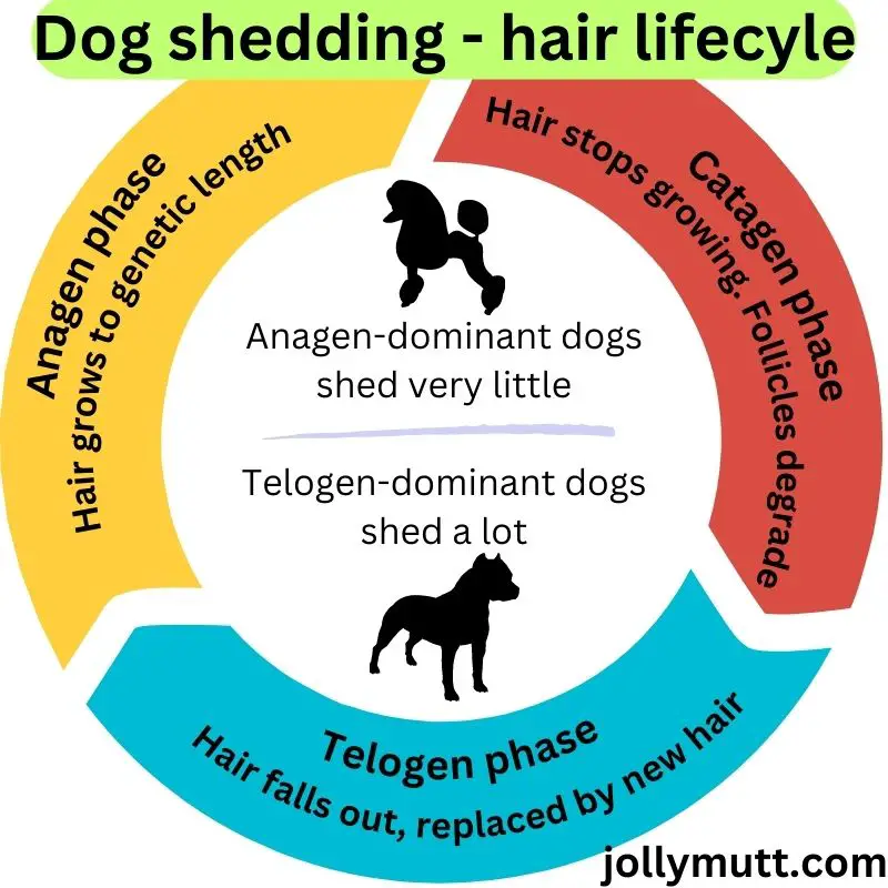 dog shedding cycle