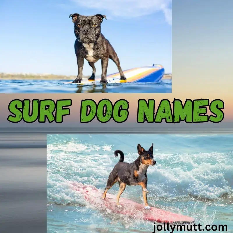 surf dog names_fi
