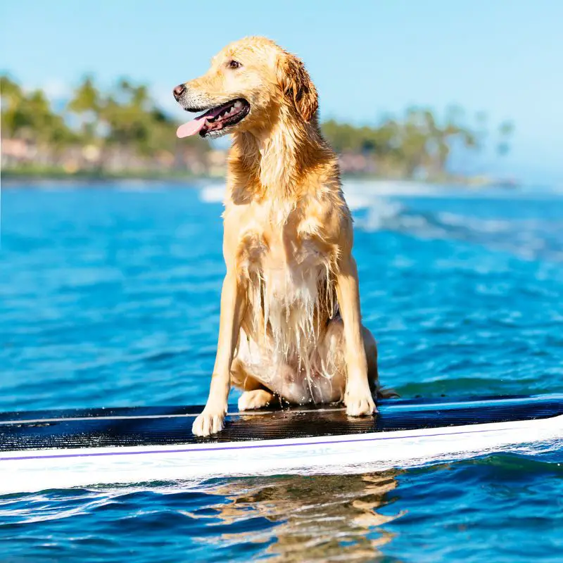 surf dog names_retriever