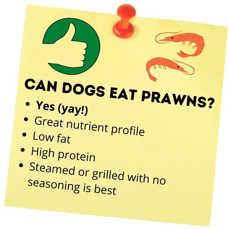 Can dogs eat Prawns