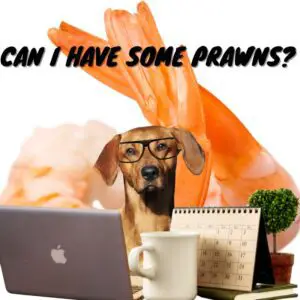 Can dogs eat prawns_FI
