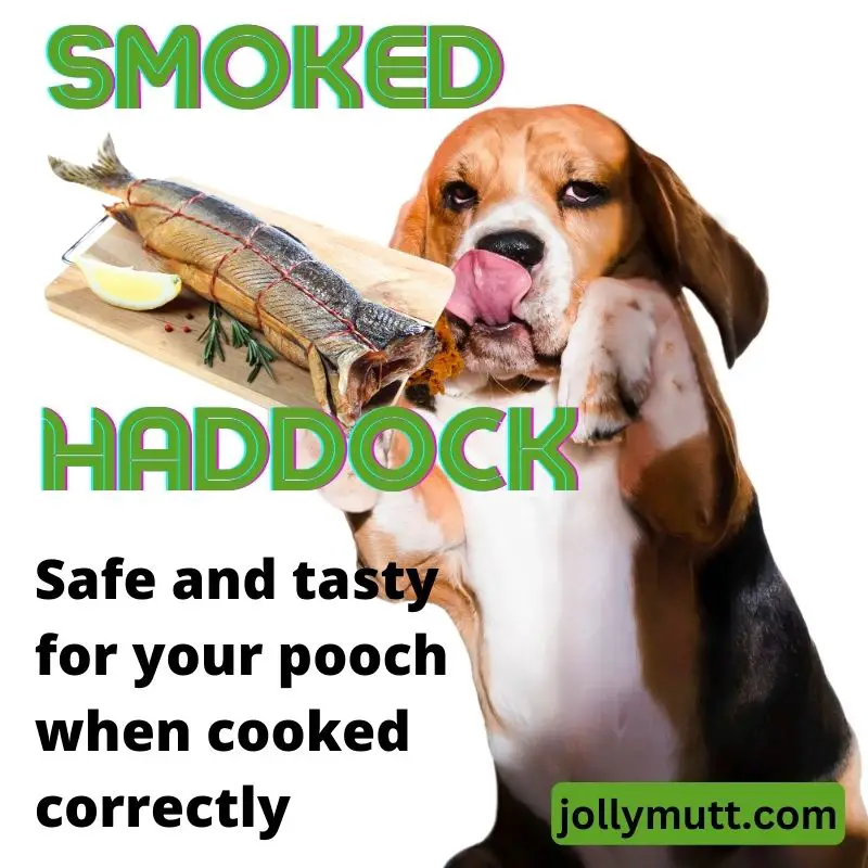 Can dogs eat smoked haddock_800x (1)