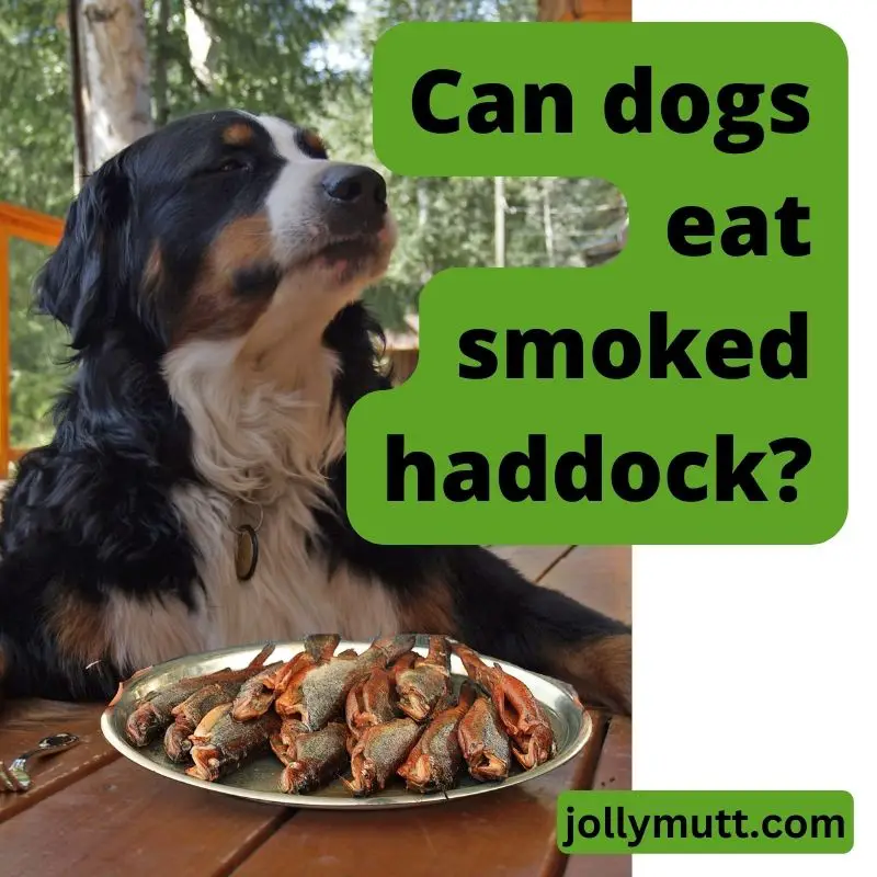 Can dogs eat smoked haddock?