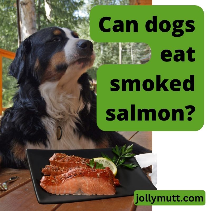 Can dogs eat smoked salmon_1