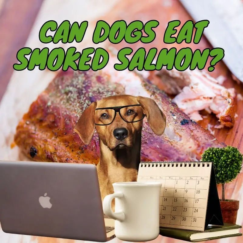 Can dogs eat smoked salmon?