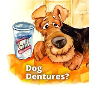 Dog Dentures_800x