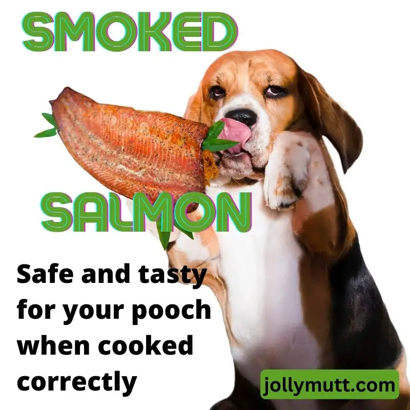 Is smoked salmon ok for dogs to eat
