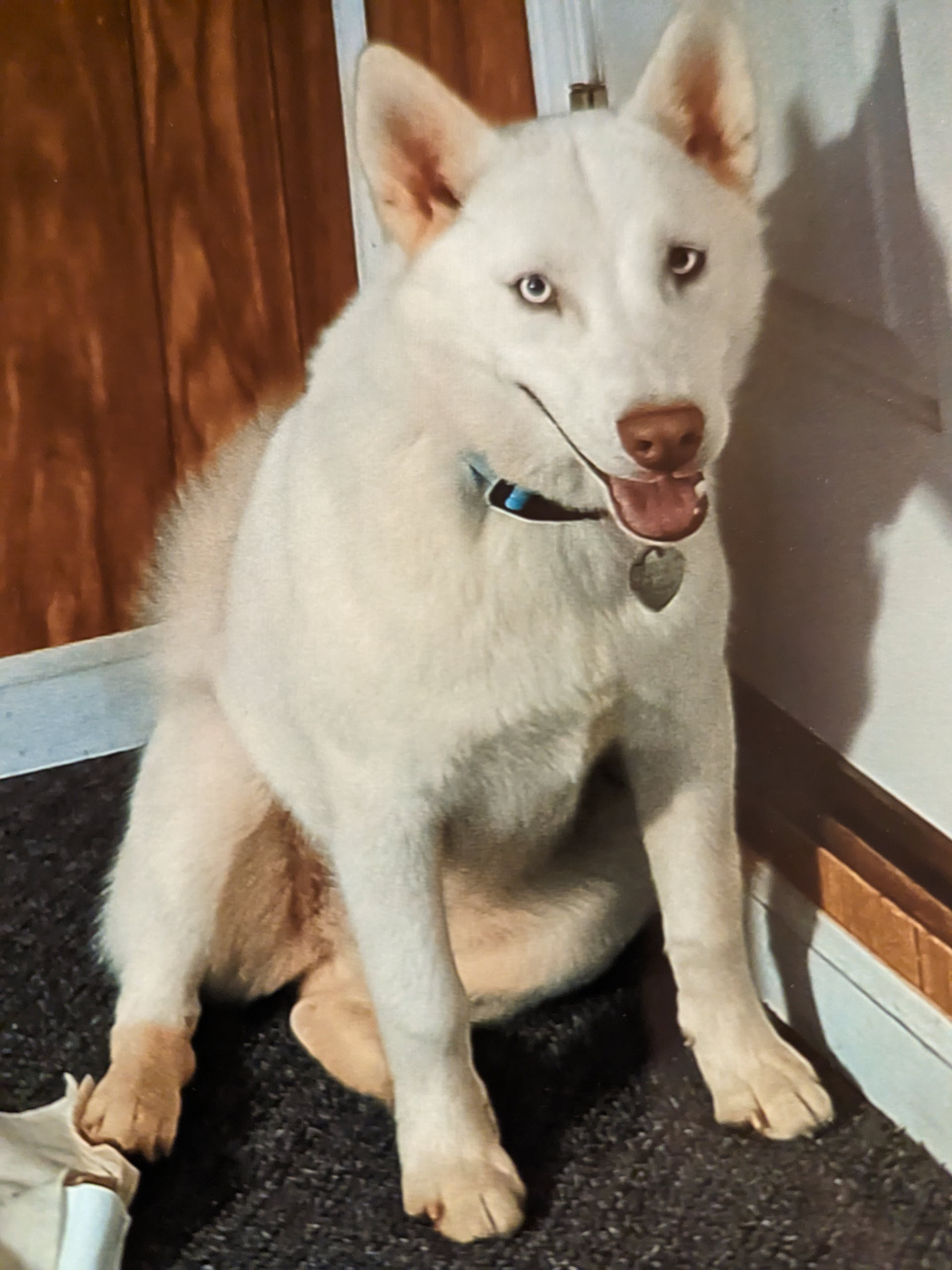 Lost dog - beautiful female husky_800x