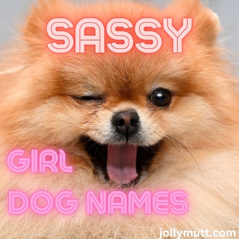 Sassy Girl Dog Names 2024 JollyMutt